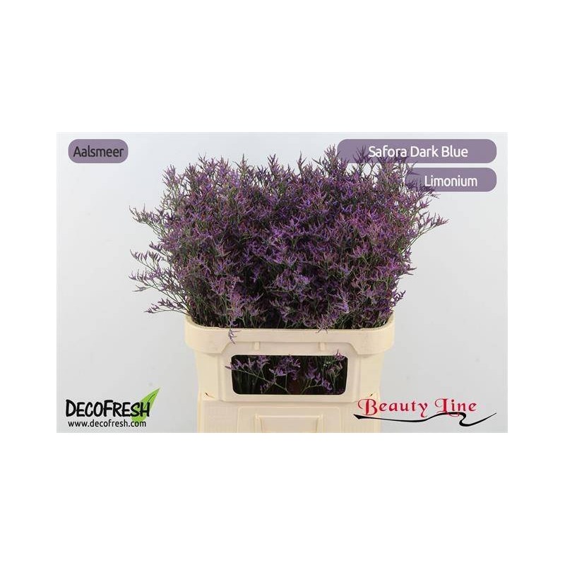 Limonium Pintado