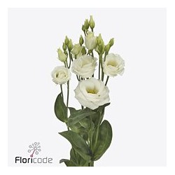 Lisianthus