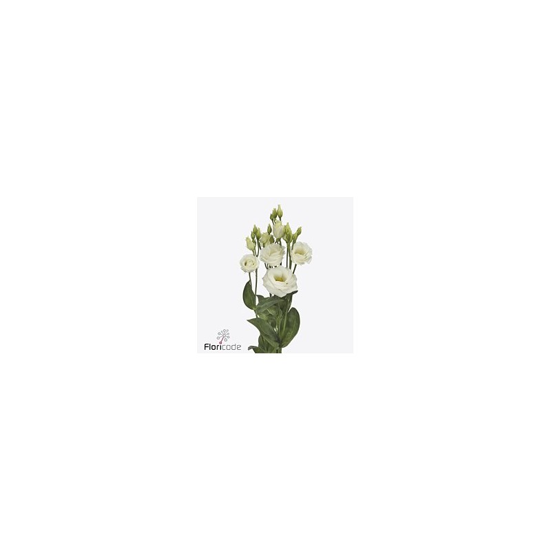 Lisianthus