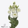 Lisianthus