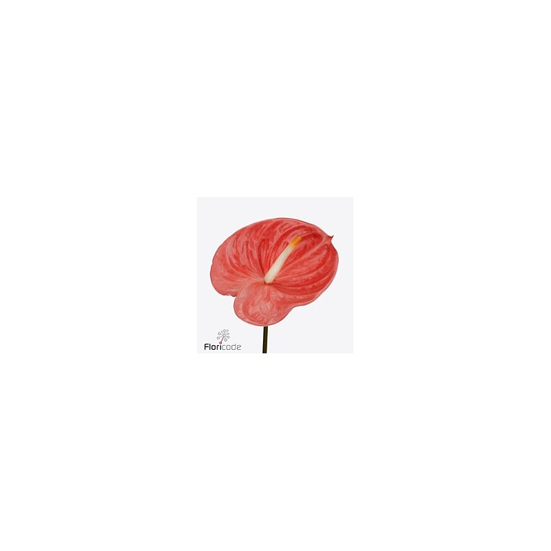 Anthurium Farao rosa