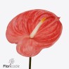 Anthurium Farao rosa