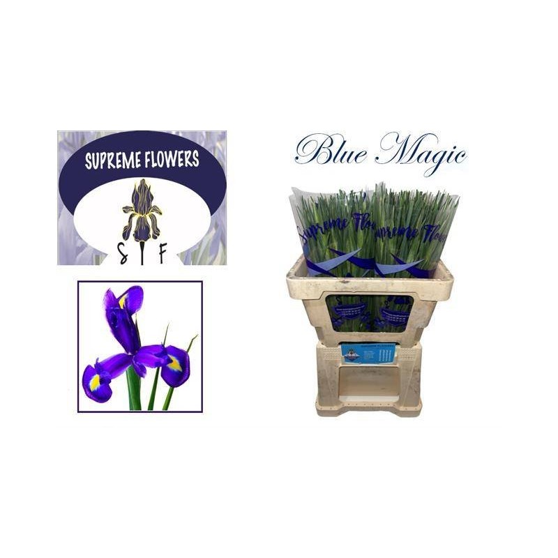 Ornithogalum Arabigum