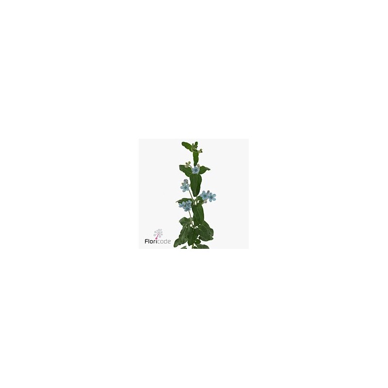 Oxypetalum Bridal Victoria