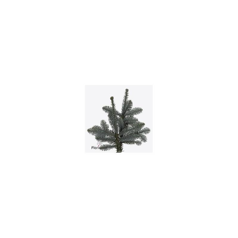 Nobilis 5kg