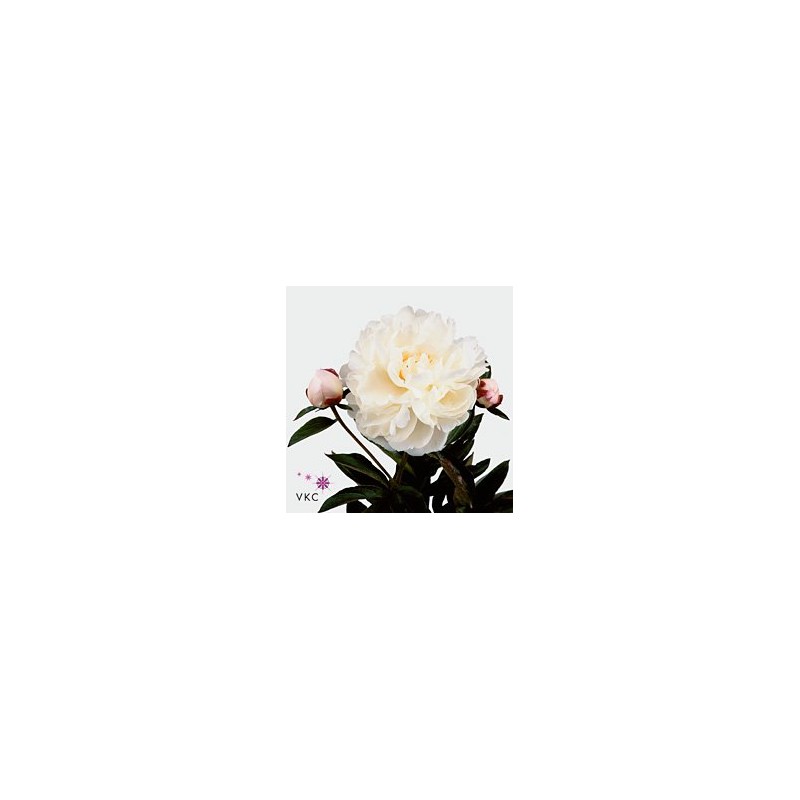 Peonía Gardenia