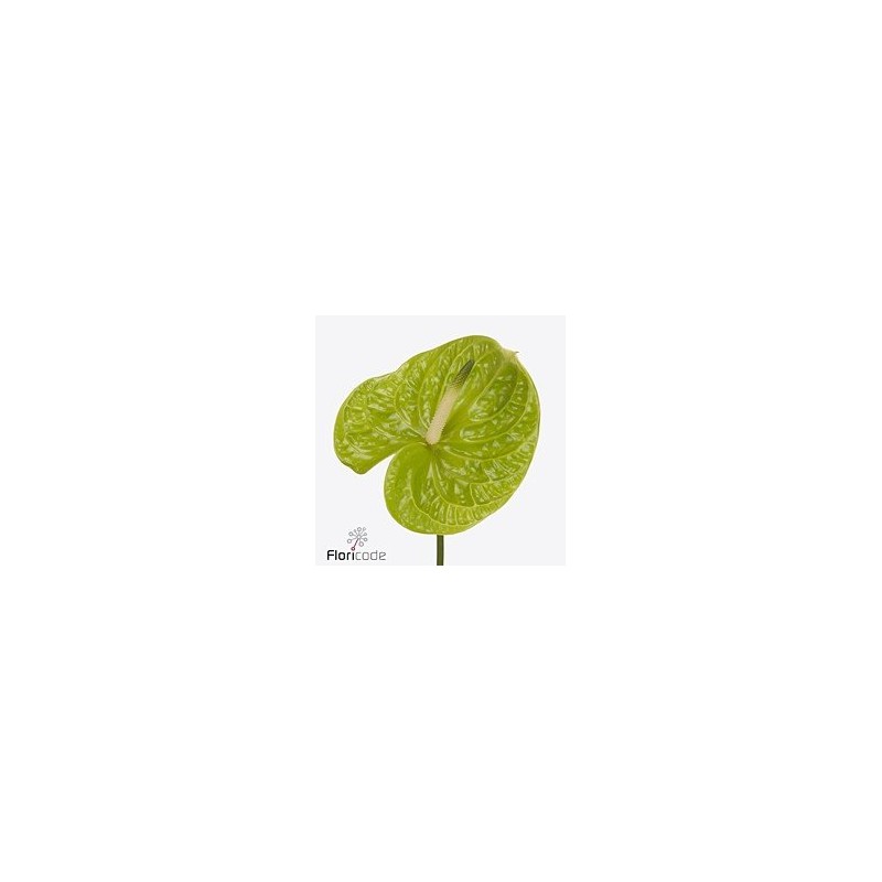 Anthurium Grand Slam verde