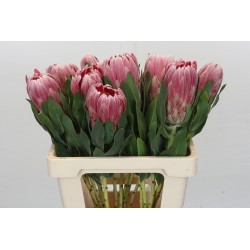 Protea