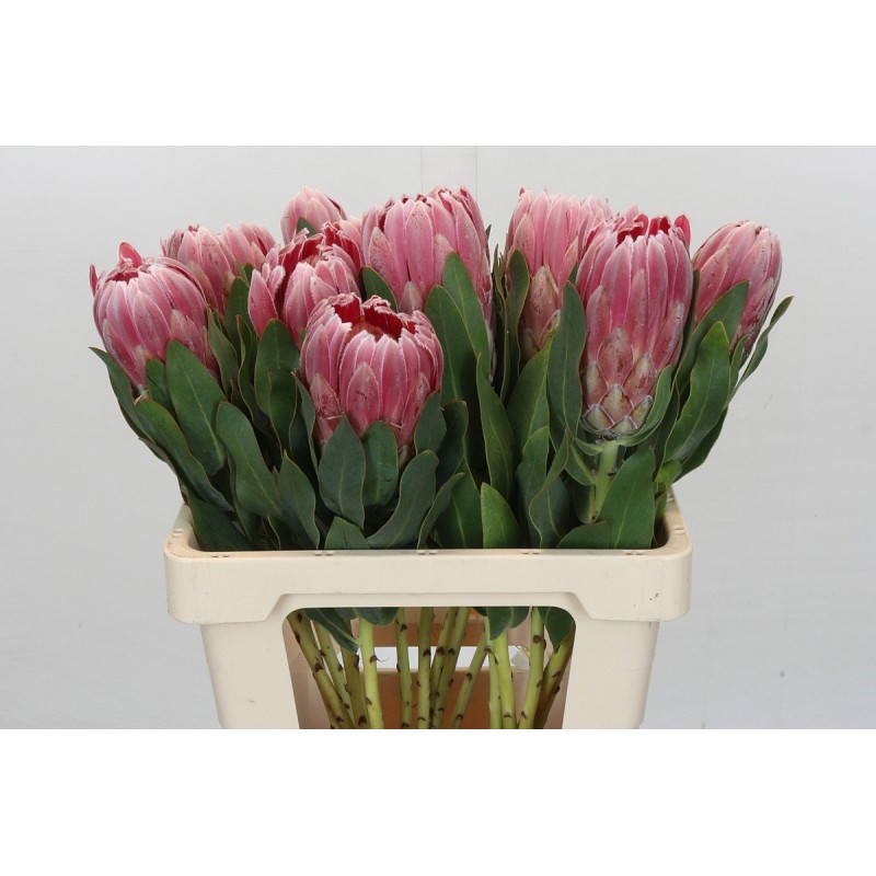 Protea