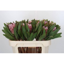 Protea