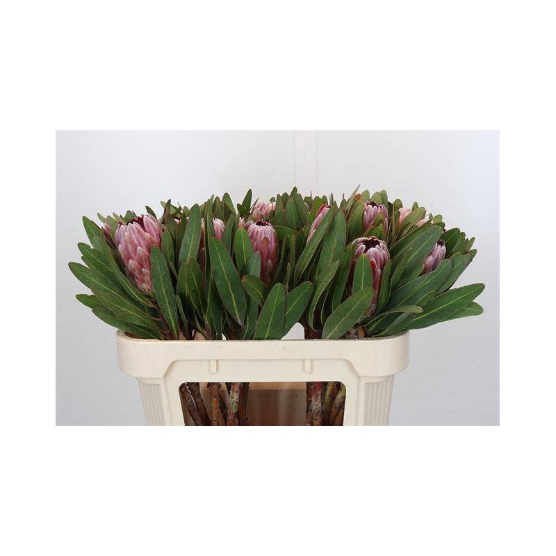 Protea