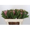 Protea