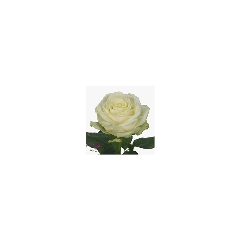 Rosa Avalanche 
