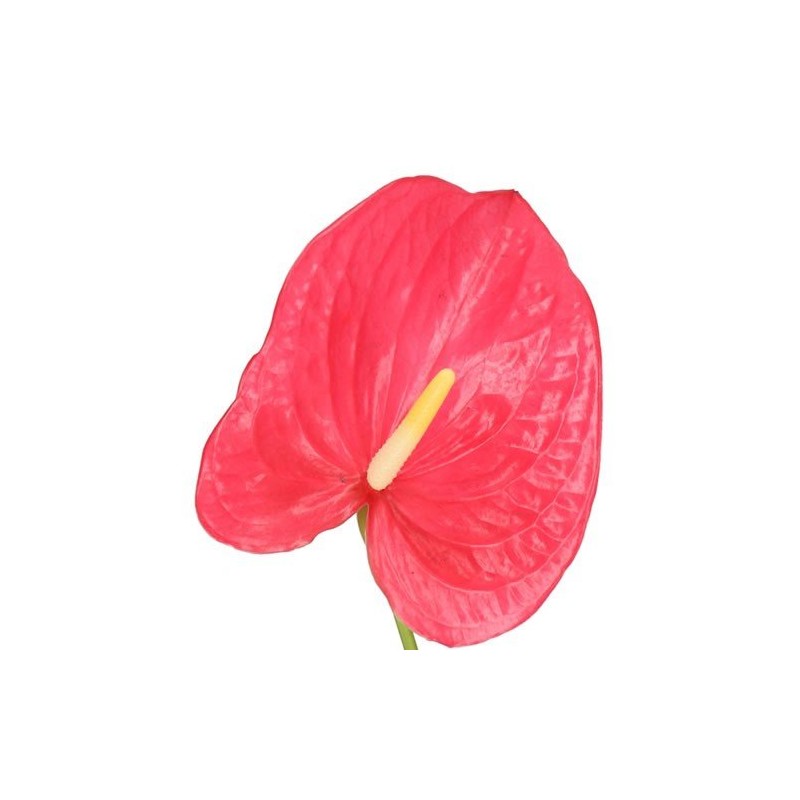 Anthurium Maine Rosa