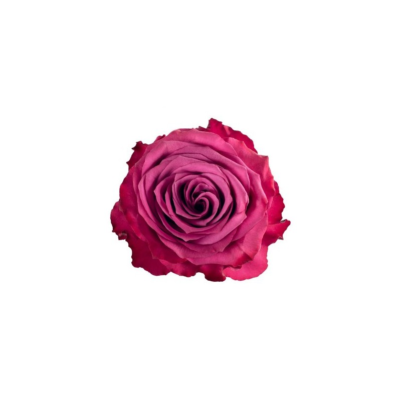 Rosa Blue Berry