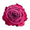 Rosa Blue Berry