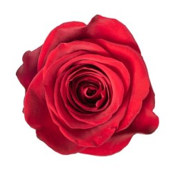 Rosa Cherry Brandy