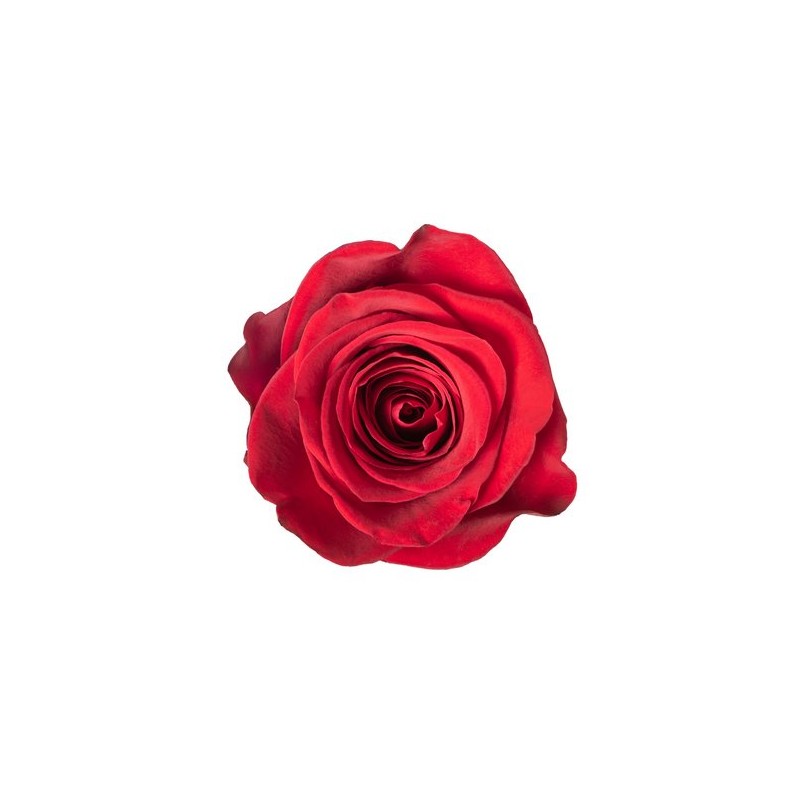 Rosa Cherry Brandy
