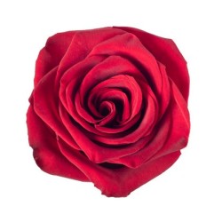 Rosa Explorer
