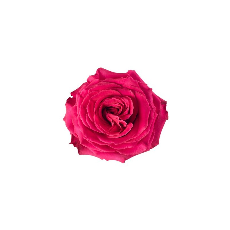 Rosa Full Monty