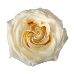 Rosa Garden Candelight