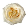 Rosa Garden Candelight