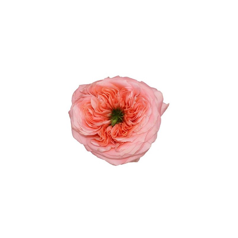 Rosa Garden Mandarine Xpression