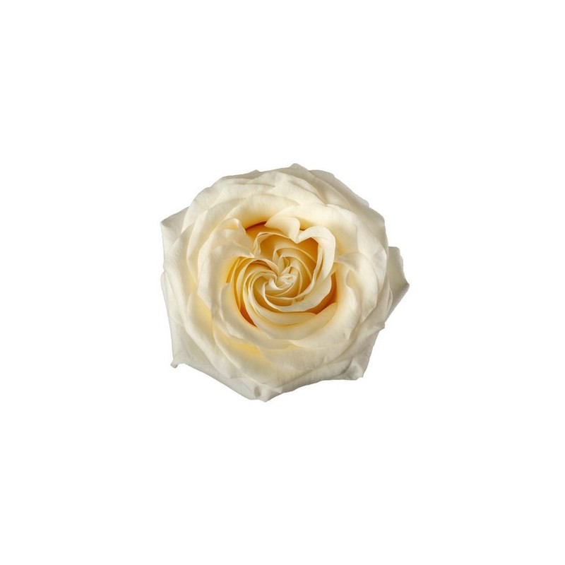 Rosa Garden Mixta