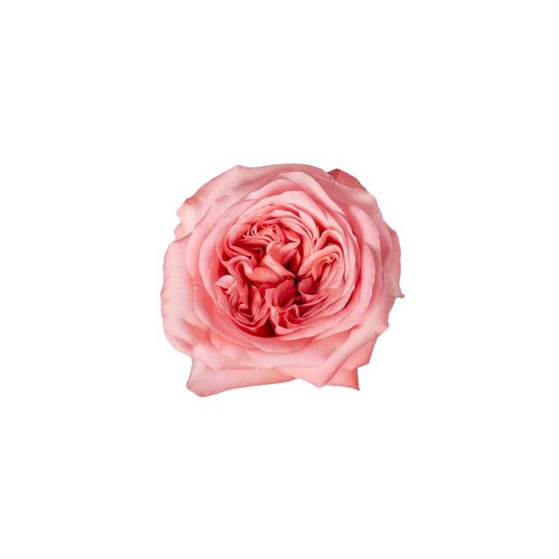 Rosa Garden Pink Xpression