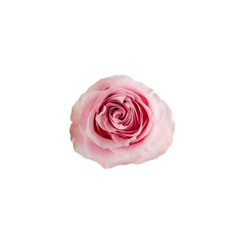 Rosa Garden Sweet 4 Love