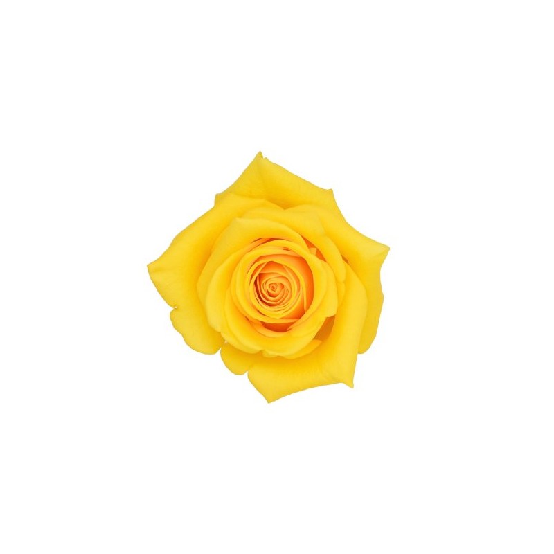 Rosa Momentum