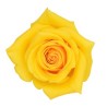 Rosa Momentum