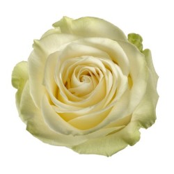 Rosa Mondial