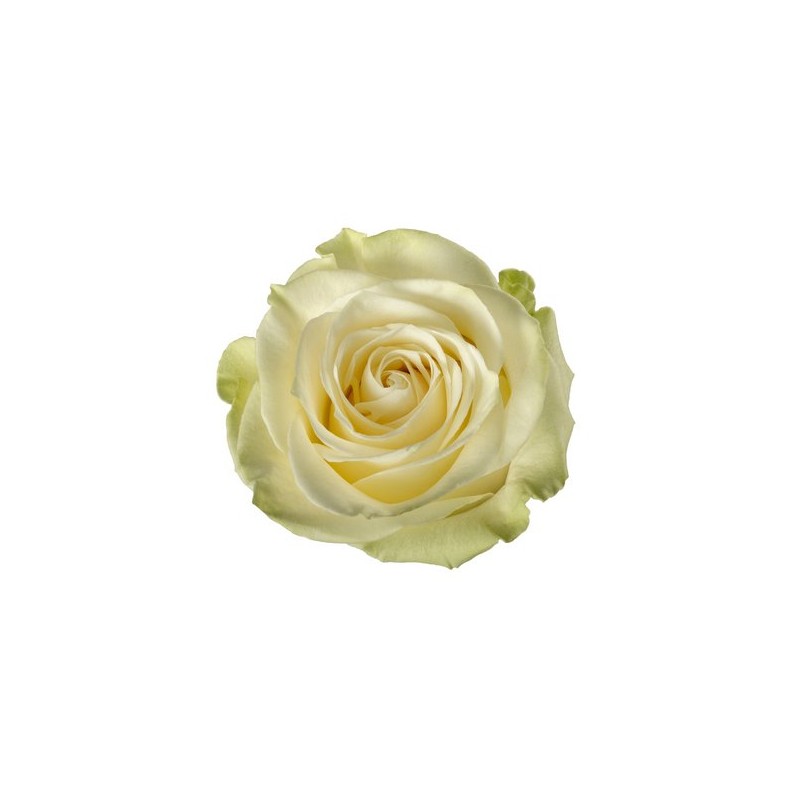 Rosa Mondial