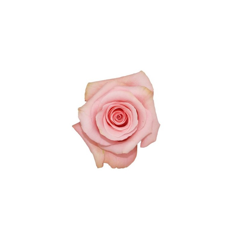 Rosa Paloma