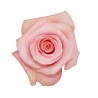 Rosa Paloma