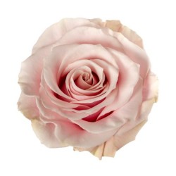 Rosa Pink Mondial