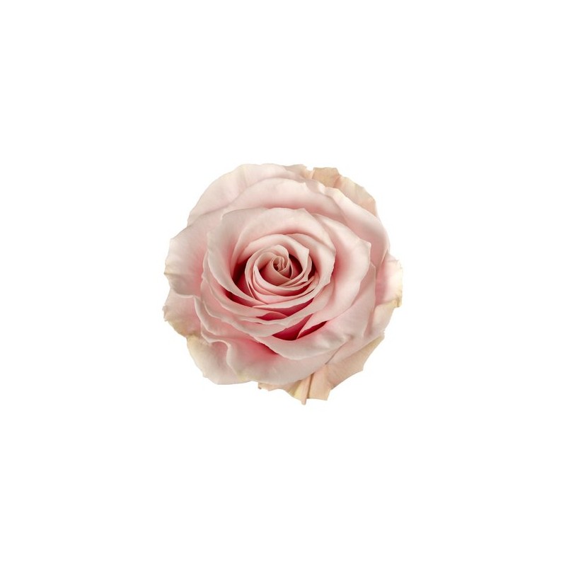 Rosa Pink Mondial