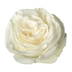 Rosa Playa Blanca