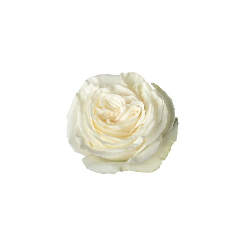 Rosa Playa Blanca