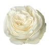 Rosa Playa Blanca