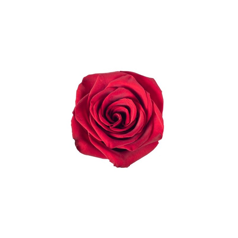 Rosa Red Naomi