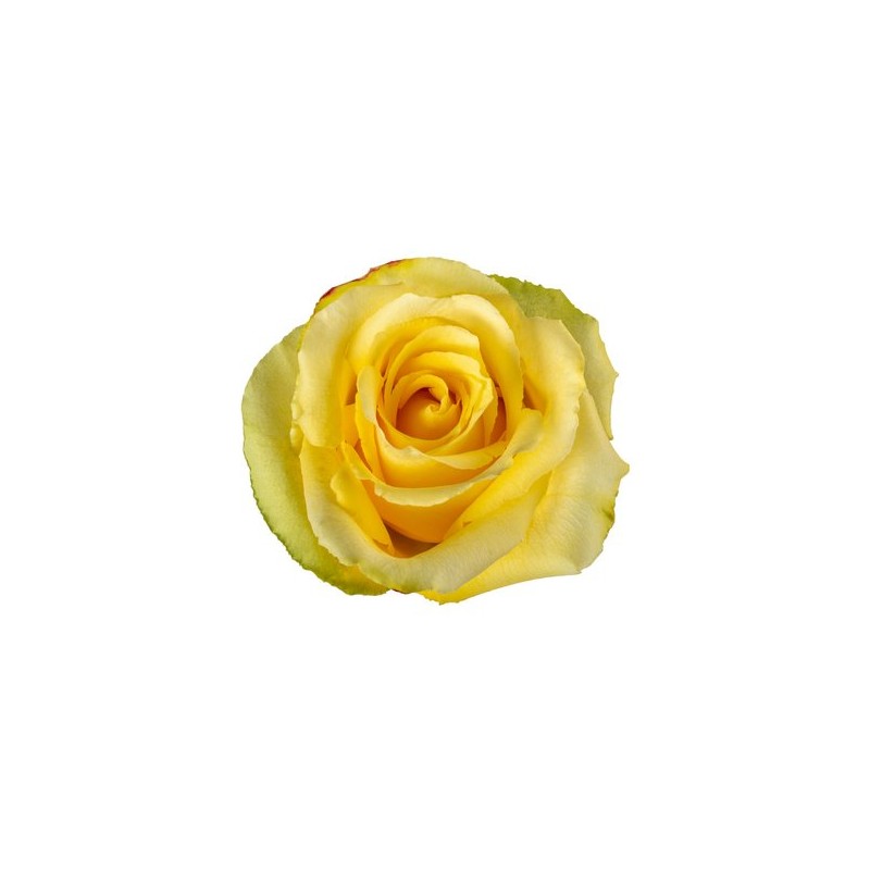 Rosa Tara