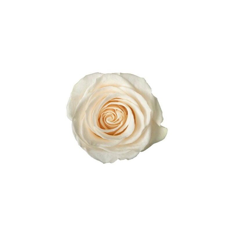 Rosa Vendela
