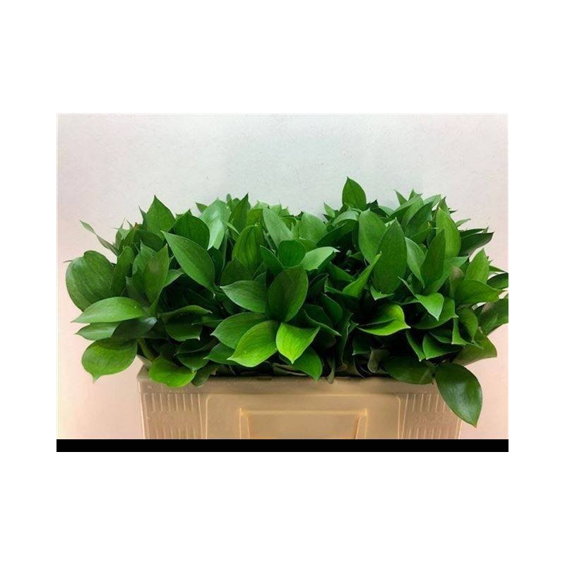 Ruscus