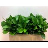 Ruscus