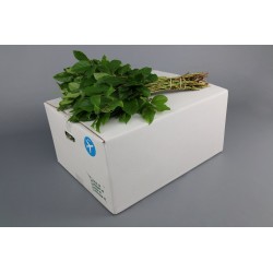 Salal