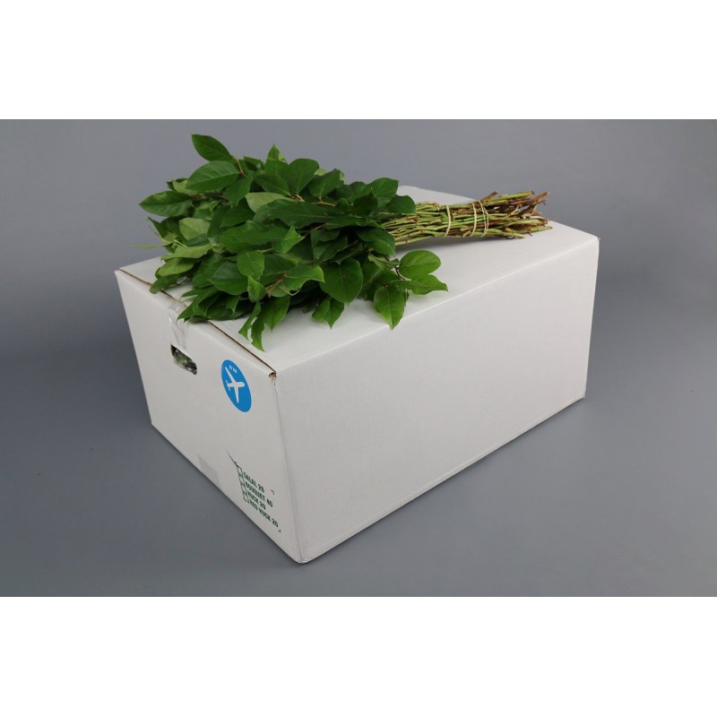 Salal
