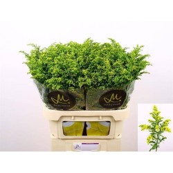 Solidago Carzan Glory