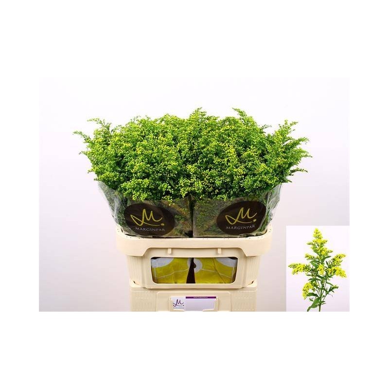Solidago Carzan Glory